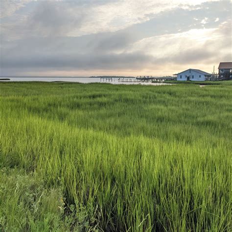 Marsh grasses: one million green-gold fingers - Autumn The Writer