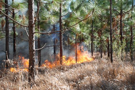 Cogongrass Fires - Alabama Cooperative Extension System