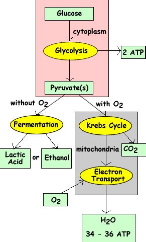 Detailed Cellular Respiration Diagram