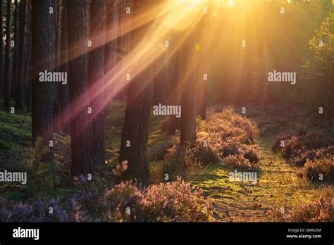 Atardecer en el bosque Fotografía de stock - Alamy