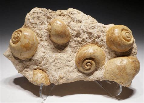 PREHISTORIC SEA SNAIL GASTROPOD FOSSIL CLUSTER FROM FRANCE *GA051 ...