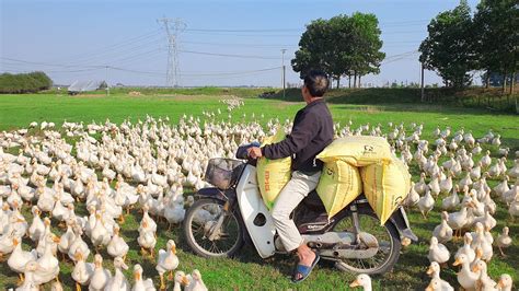 Farm How to Raising & Feeding Free Range 5000 Baby Ducks - YouTube