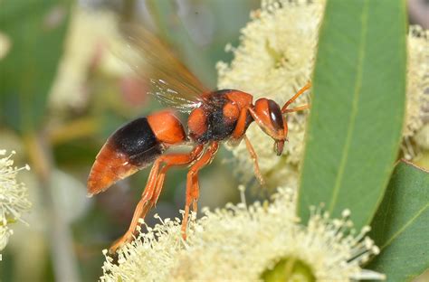 Real Monstrosities: Australian Hornet