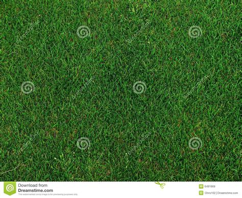 Grass on a golf field stock image. Image of ground, natural - 6491669