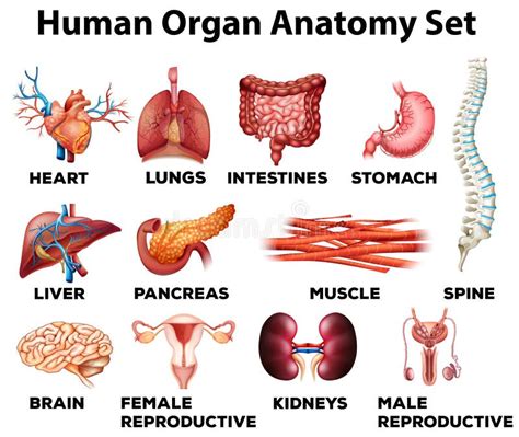 Human organ anatomy set stock vector. Illustration of biology - 59250579