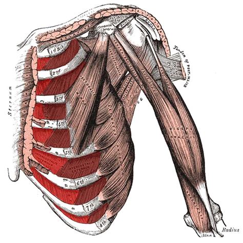 Intercostal Muscles Origin, Insertion, Action, Innervation - The ...