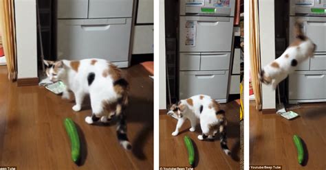 Cats Vs Cucumbers - The Best Scaredy-cat Reaction GIFs And Images To The Ultimate Kitty ...