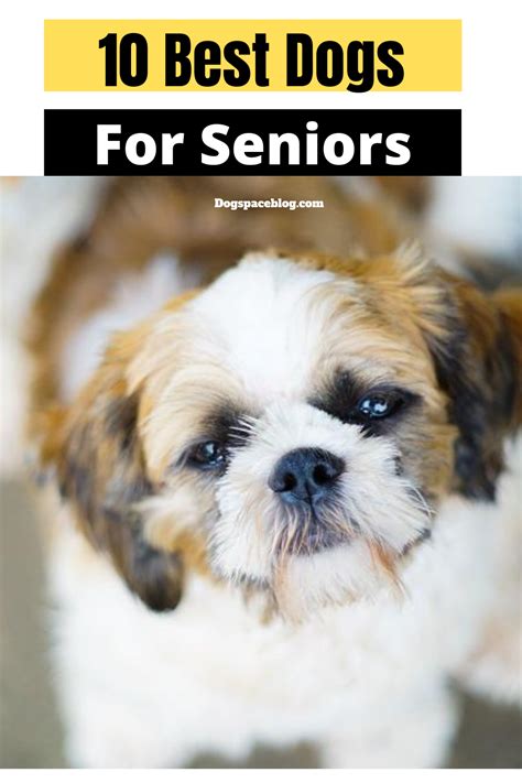 10 best dog breeds for seniors – Artofit