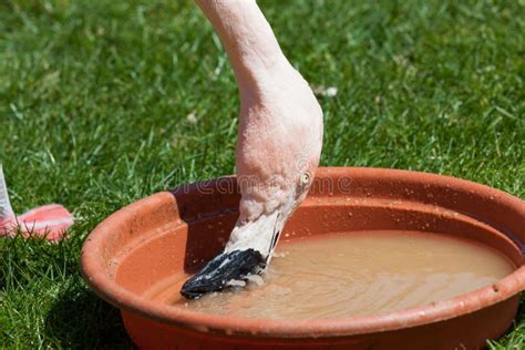 Pink Flamingo Eating stock image. Image of wild, captive - 127486653