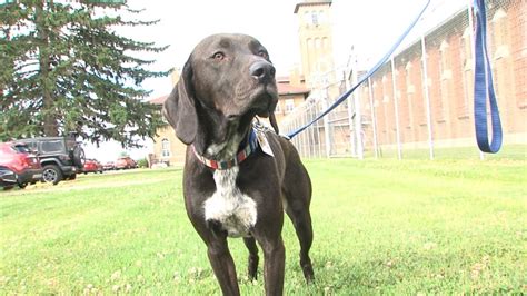 Pendleton Correctional Facility gets new staff wellness dog - YouTube