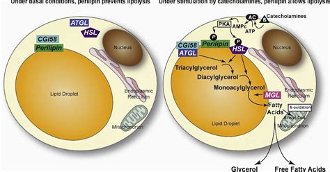 WHAT IS LIPODYSTROPHY? - BIOCHEMISTRY & BIOANALYSIS