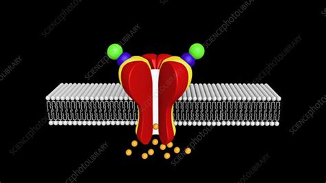 Ligand-gated ion channel - Stock Video Clip - K004/4307 - Science Photo Library