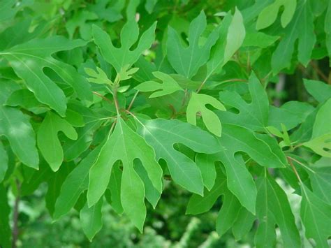 TrancePlants.net : Sassafras Root Bark (Organic) - Sassafras Albidum ...