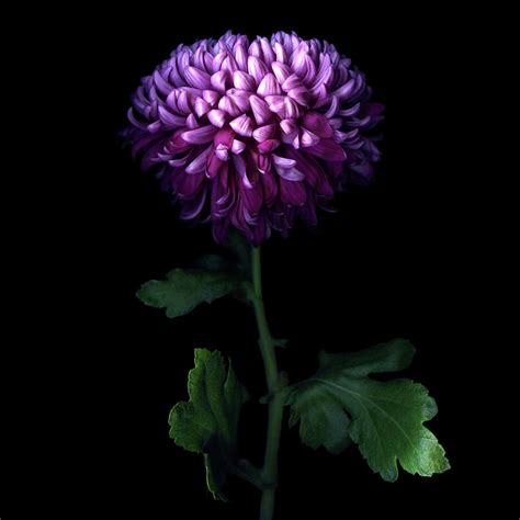 Deep Purple... Chrysanthemum Photograph by Photograph By Magda Indigo - Fine Art America