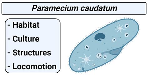 Paramecium caudatum- Habitat, Culture, Structure, Locomotion