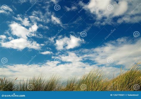 Dune grass stock image. Image of nature, blue, plant - 126770501