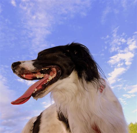 Free Images : nature, sky, border collie, breathe, vertebrate, slime, language, dog like mammal ...