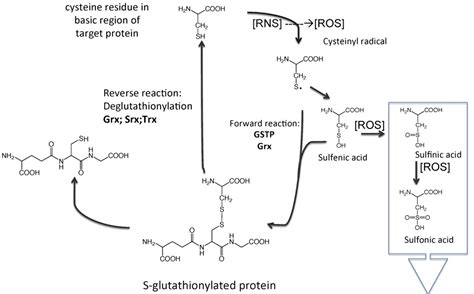 The role of glutathione S-transferase P in signaling pathways and S ...