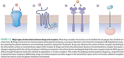 Drug–Receptor Interactions | Basicmedical Key