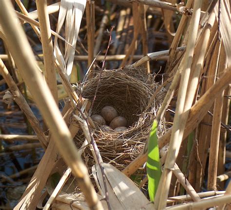 Bird nest | Psychology Wiki | Fandom powered by Wikia