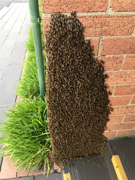 Bee Removal Melbourne & Swarm Removal - Right Pest Control