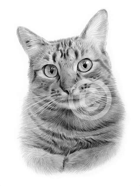 Digital Download Pencil Drawing of a Tabby Cat Artwork by - Etsy