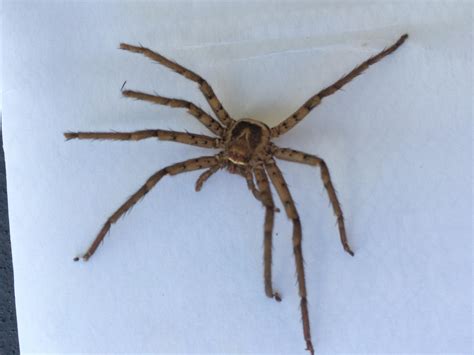 Male Heteropoda venatoria (Huntsman Spider) in Daytona Beach , Florida ...