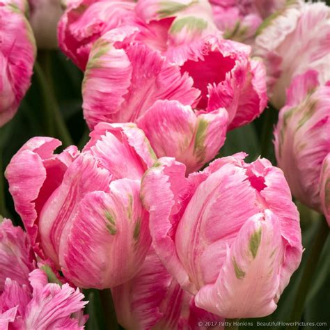 New Photo: Weber’s Parrot Tulips :: Beautiful Flower Pictures Blog