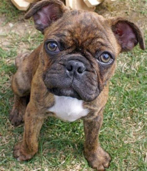 Frenchie Pug (French Bulldog Pug Mix Dog) – Photos, Behavior ...