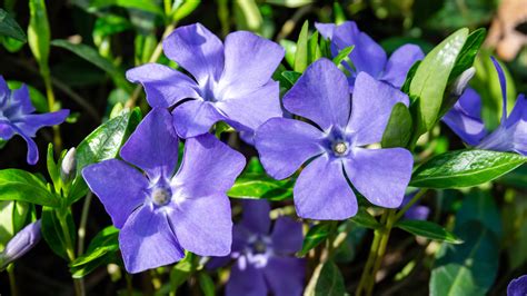 How To Care For A Periwinkle Flower