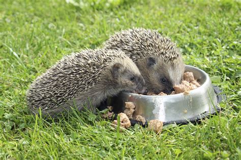 Feeding Hedgehogs: Cat Food vs Hedgehog Food