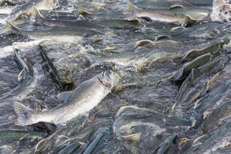 Spawning salmon stock image. Image of alaska, upstream - 255224931