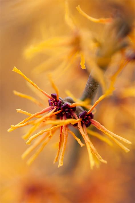 Orange Blooming Bush Free Stock Photo - Public Domain Pictures