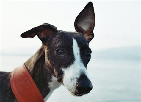 Whippet Mixes - The Ultimate Guide to Whippet Cross Breeds