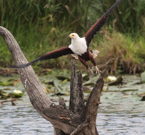 Fish eagle | Birds of prey, Animals, Wild birds