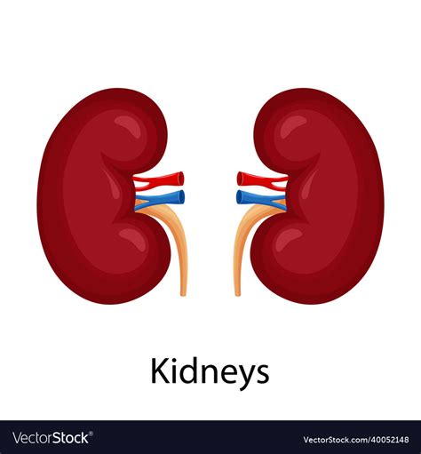 Kidneys of left and right kidney human internal Vector Image