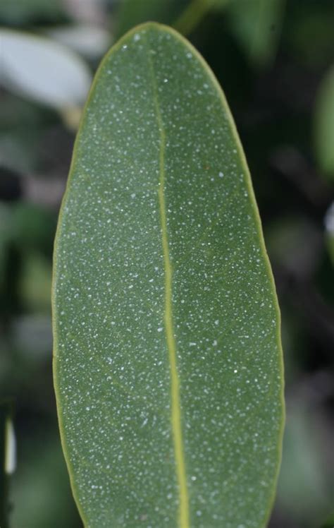 Avicennia germinans (Acanthaceae) image 44313 at PlantSystematics.org