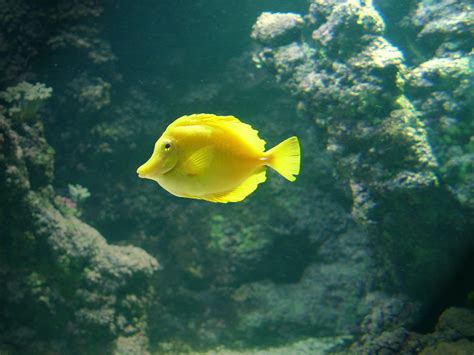 Yellow Tang Fish Free Photo Download | FreeImages