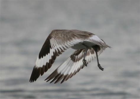 birds - Picture of Lowcountry Wildlife Photo Safaris - Day Tours ...