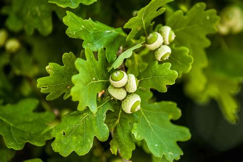 Oak Trees and Acorn Production: Weather, Location, and Other Factors