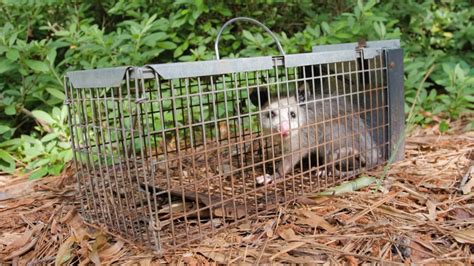 Rodent Traps Stock Video Footage - 4K and HD Video Clips | Shutterstock