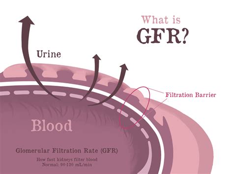 Glomerular Filtration Rate (GFR) - Gaytri Manek (Formerly Gandotra), MD