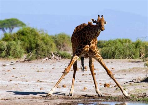 What Do Giraffes Eat And Drink