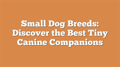 Small Dog Breeds: Discover the Best Tiny Canine Companions