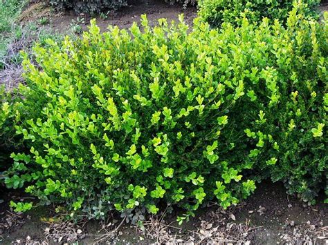 Green Velvet Boxwood VS. Winter Gem Boxwood (comparison) | Boxwood landscaping, Boxwood garden ...