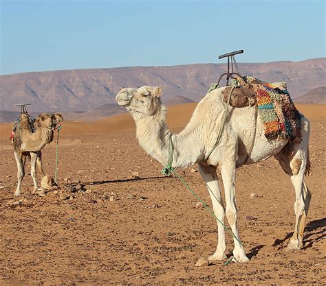 Camels in the Sahara Desert | Camels awaiting tourist who th… | Flickr