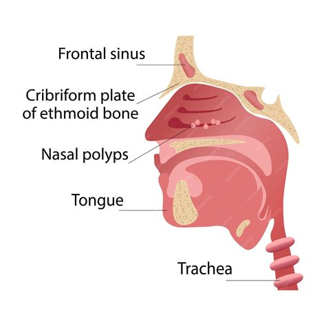 Nose Anatomy