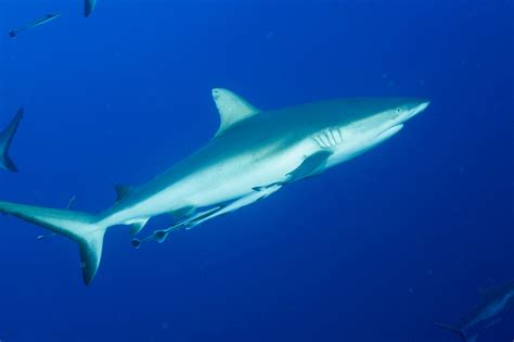 Gray Reef Shark Facts Store | www.jkuat.ac.ke