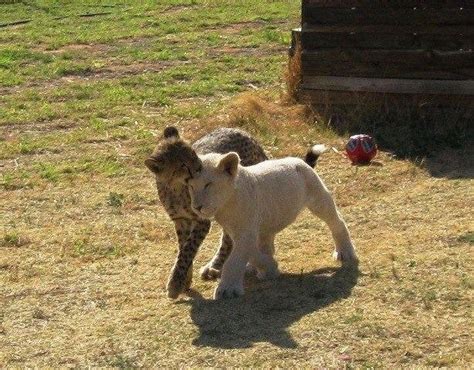 Cheetah and lion cub playing (x-post from r/unlikelyfriends) : aww