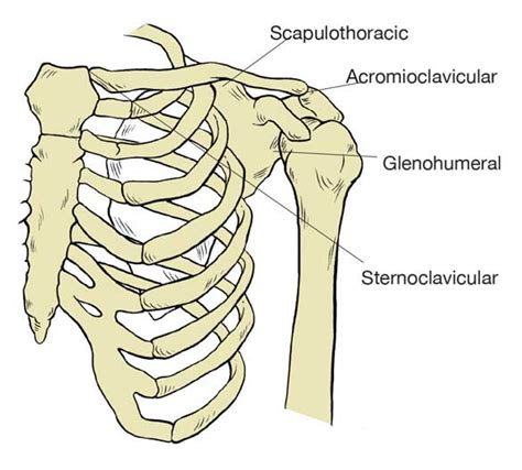 Basic Anatomy of the Shoulder — ACRO Physical Therapy & Fitness